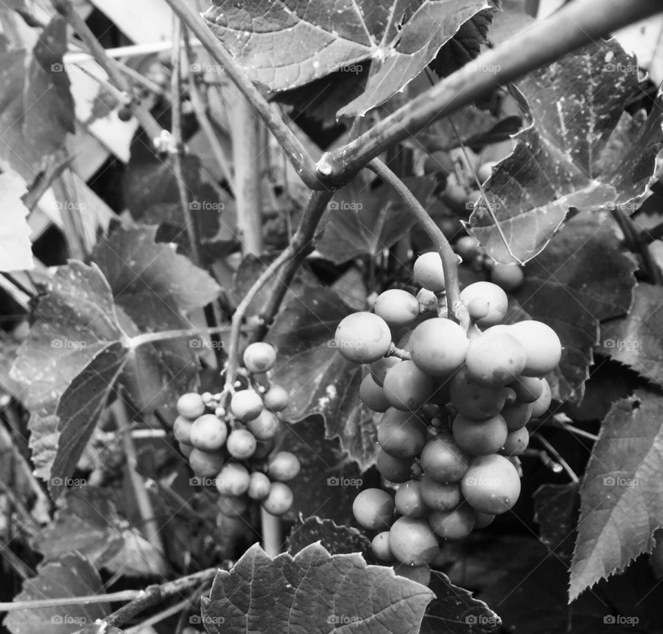 My vintage grapes