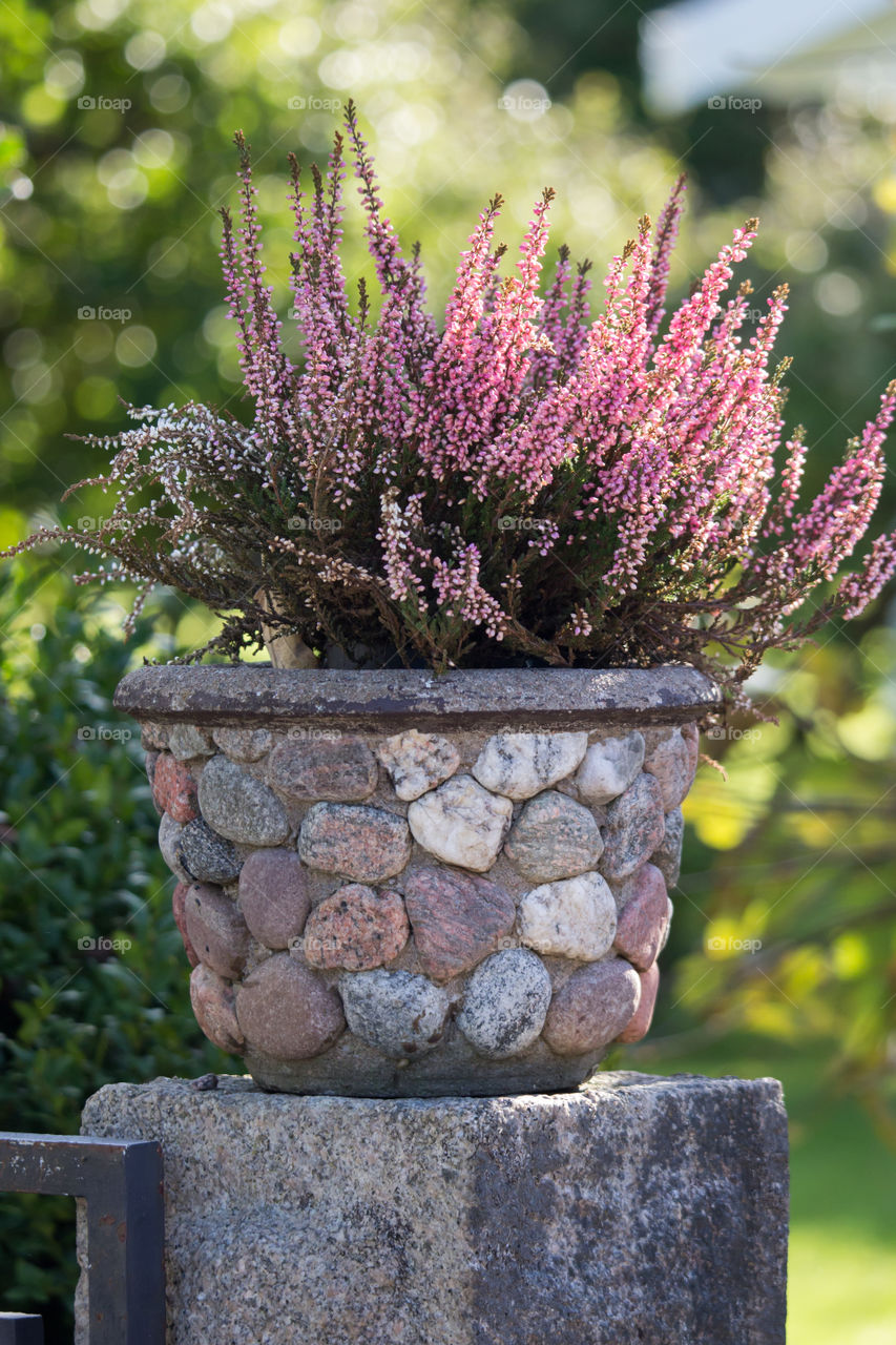 Fall flower in a pebble stone pot outdoors  - höst plantering Ljung  stenkruka utomhus 