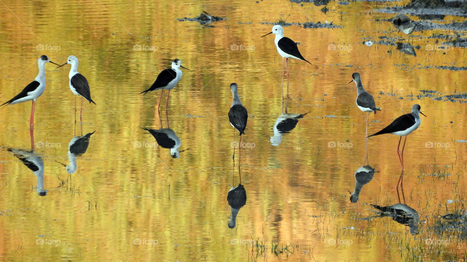 Loving Birds# Incredible reflection # Vadodara # Nikon