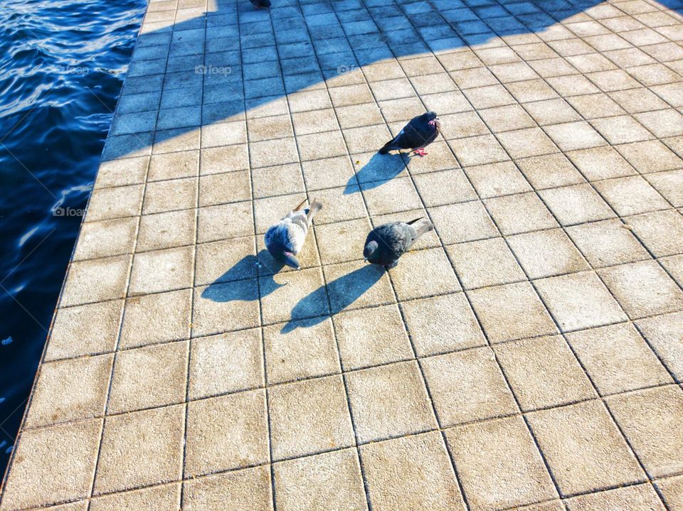 shadows from birds and other shadows on the sea embankment.