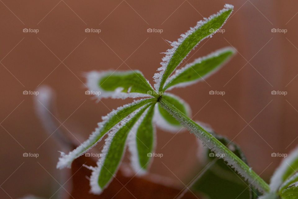 Close-up of frozen plant