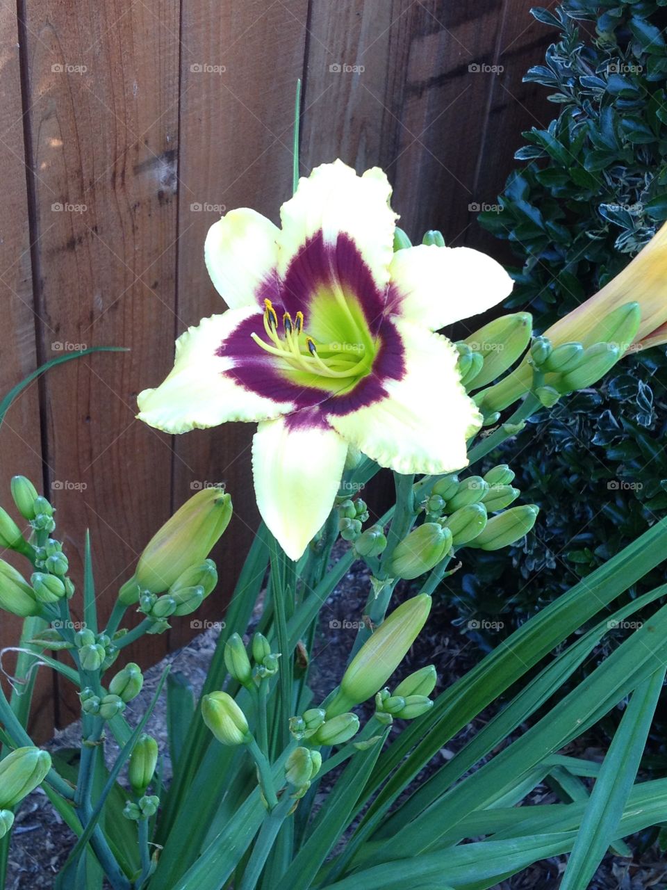 Day Lilly splendor in the flowerbed 