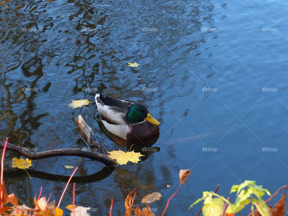 Fall Wins! (Bonus Exclusive Mission)
duck in the lake