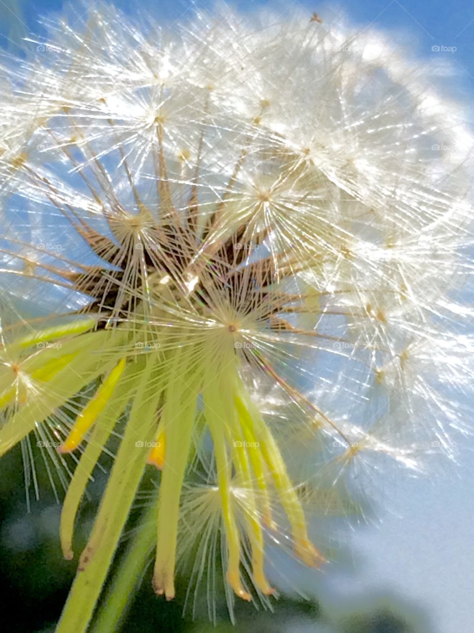 dandelion