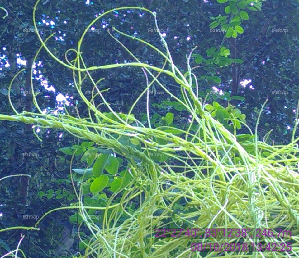 This is a very beautiful light green slopes.without leafs.