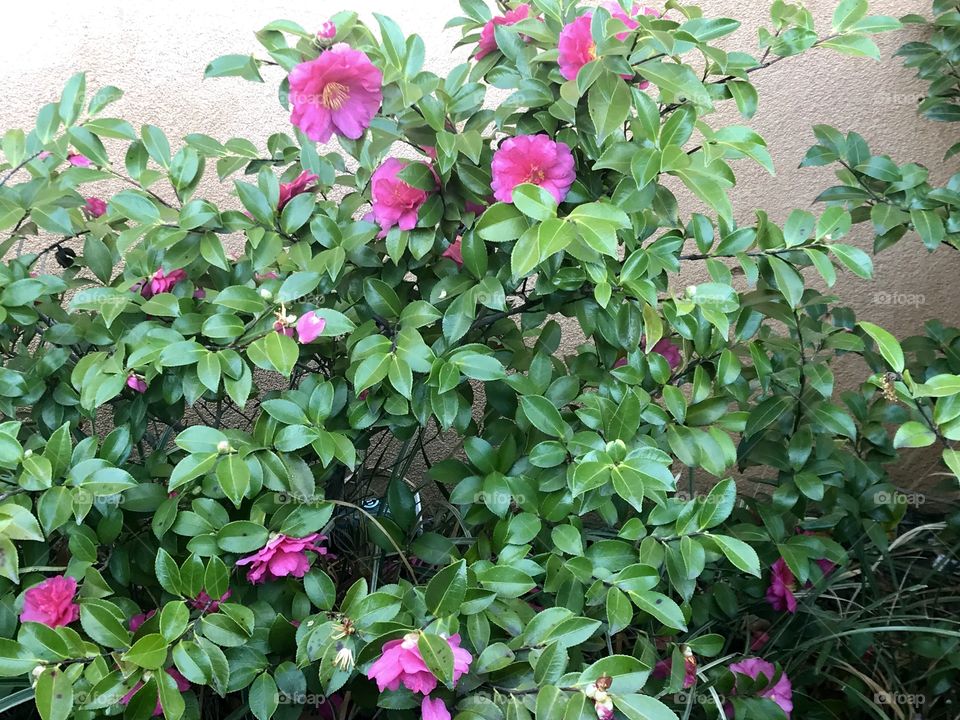 beautiful pink flowers on the bush outside in nature on a warm spring day in the USA, America 