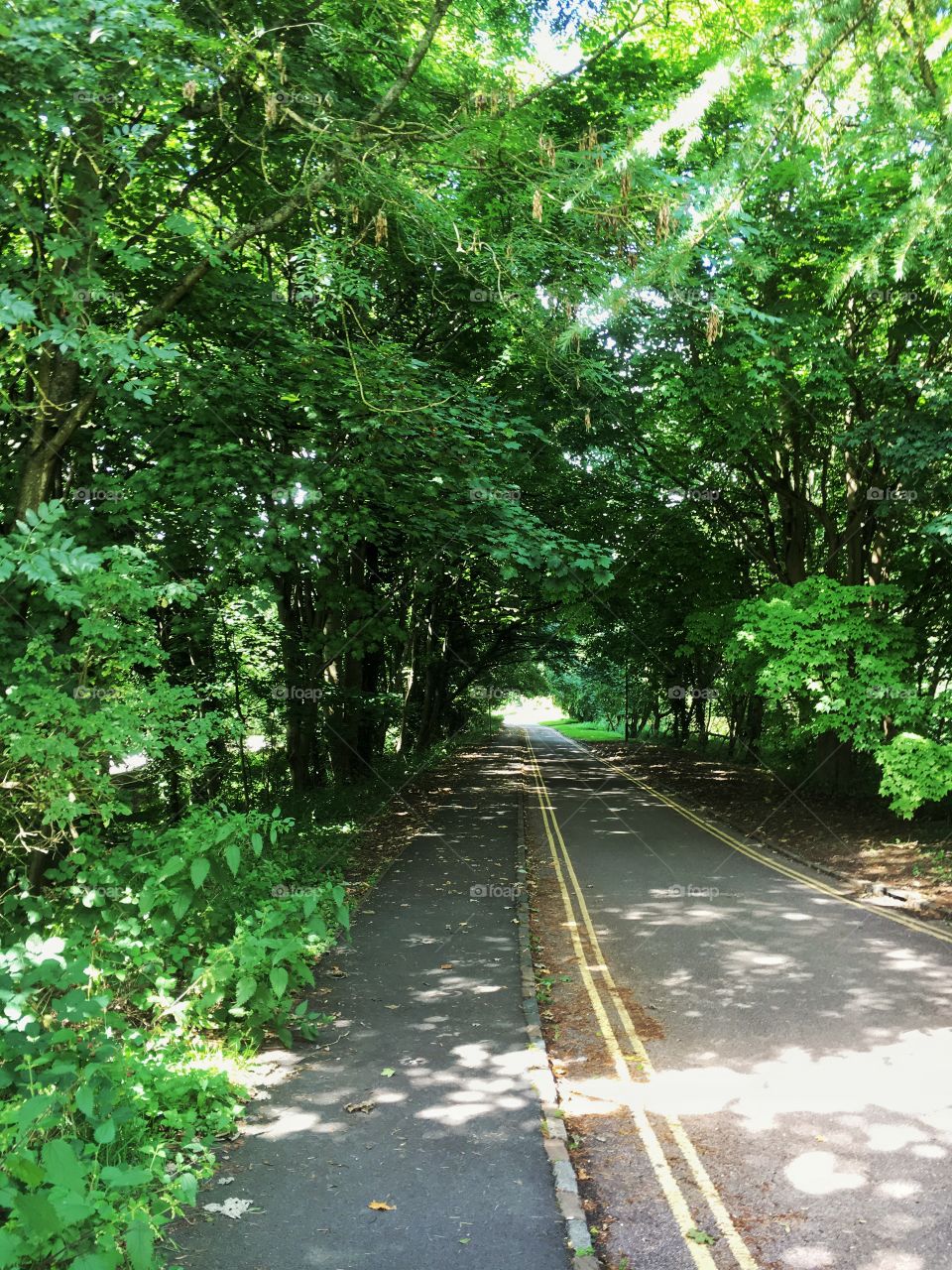 Countryside road through forest