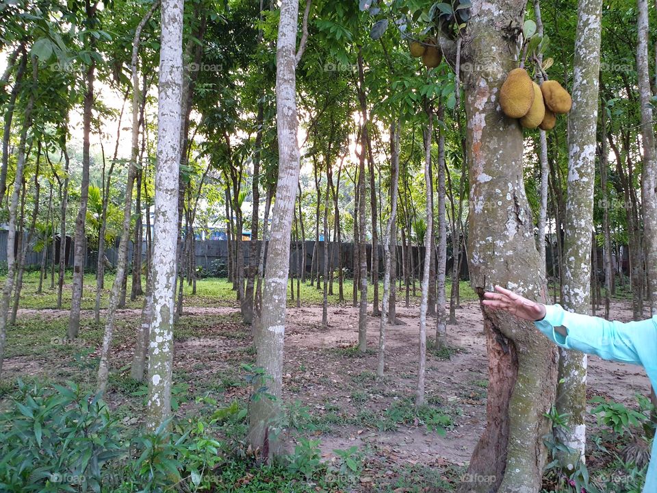 Jackfruit