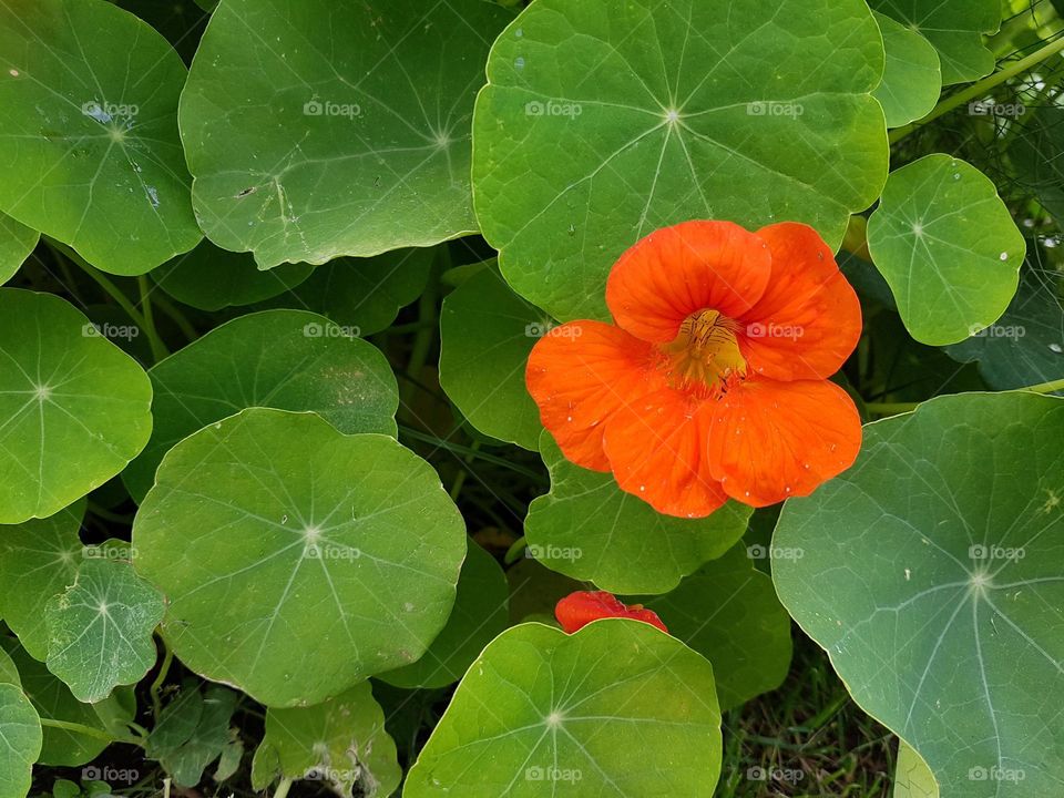 nasturtium