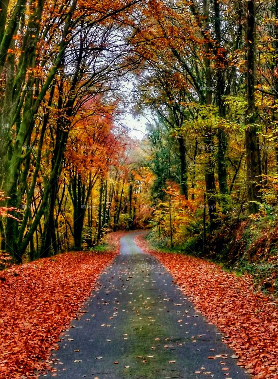 Country road on Ile of Pies framed by trees adorned with all the colours of autumn and lined with carpets of orange leaves