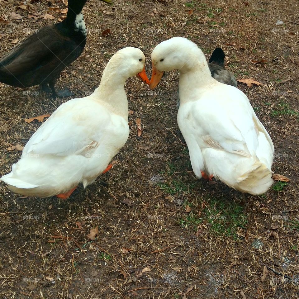 Geese kissing