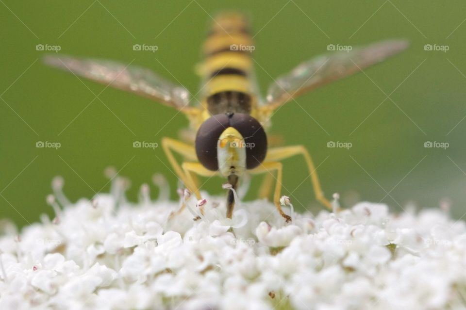 Wasp on flower