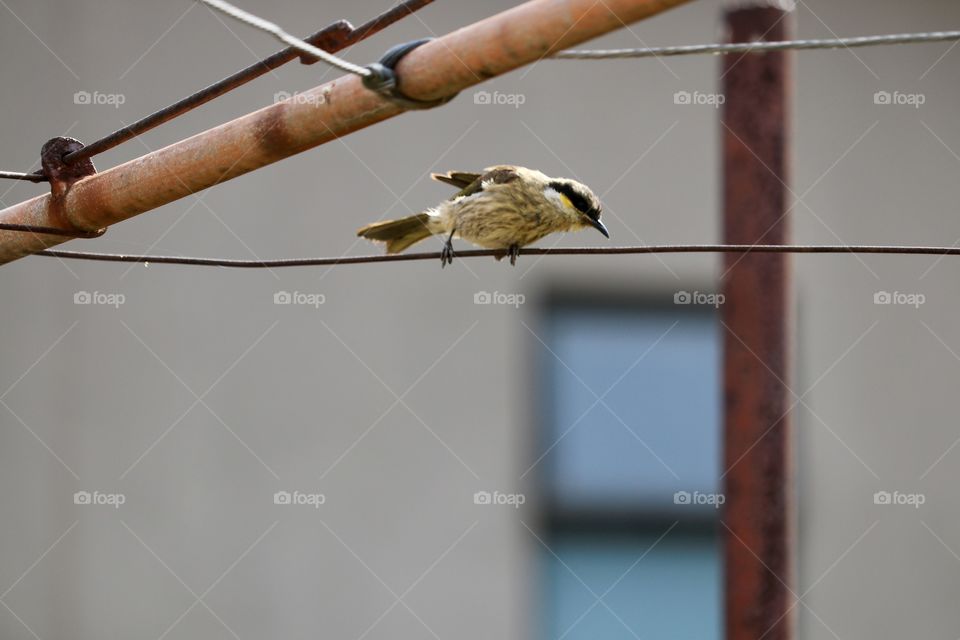 Sparrow on a wire 