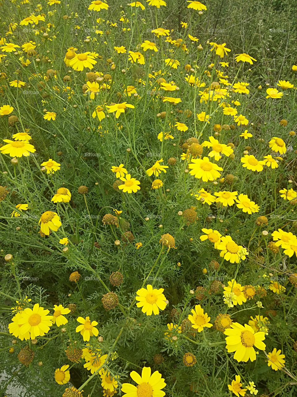 Yellow wildflower blooming in spring