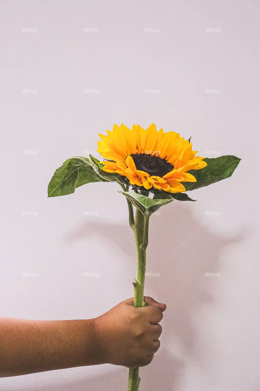 Girasoles 