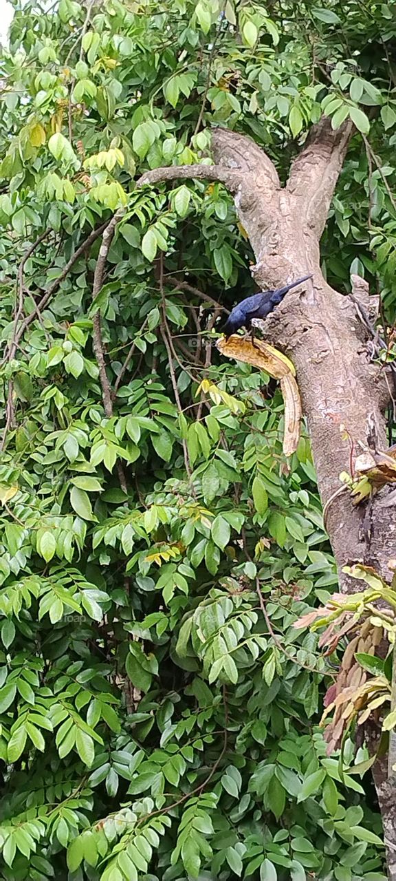 beautiful black bird feeding on banana