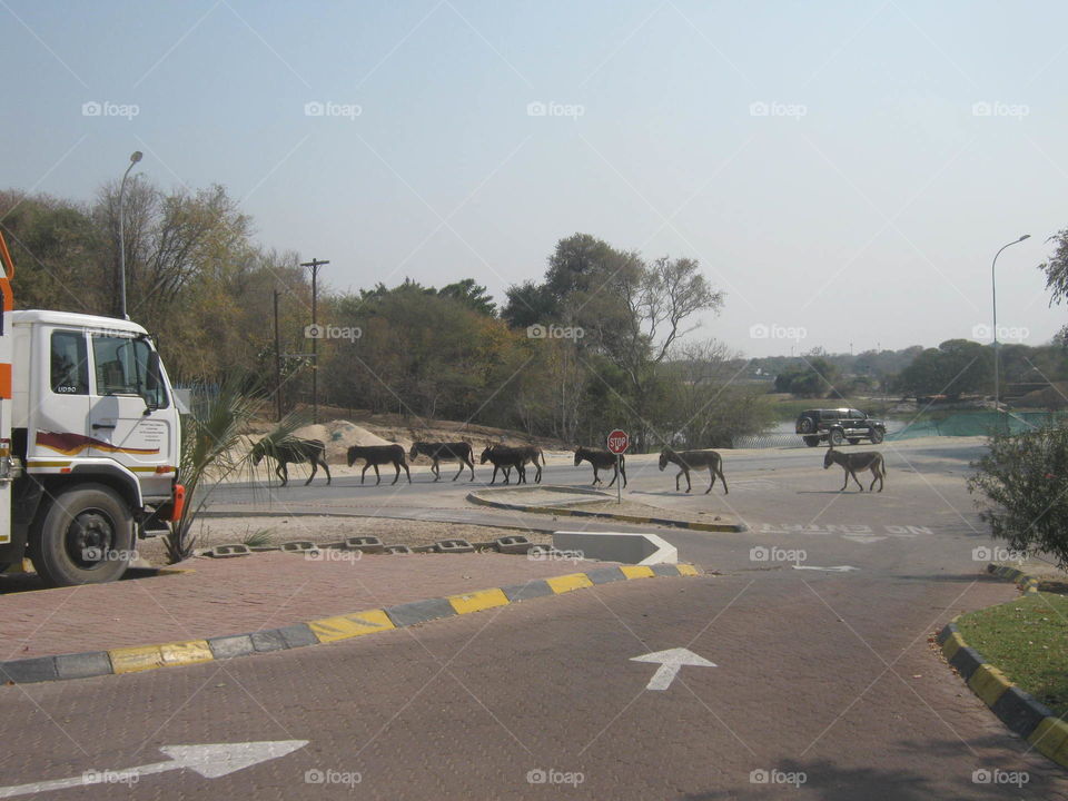 Donkeys on their way to the river in Maun Botswana