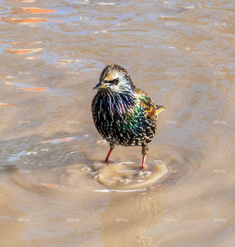 Starling in a puddle