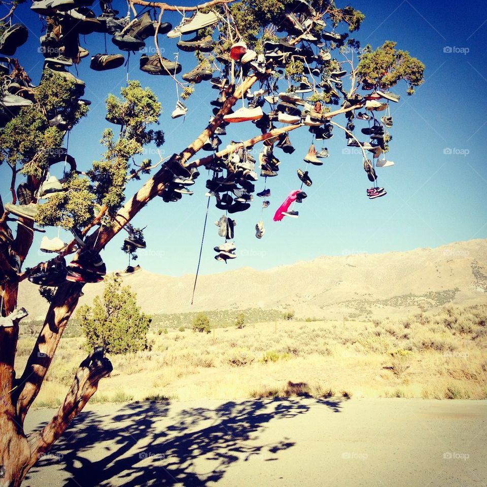 Shoe tree