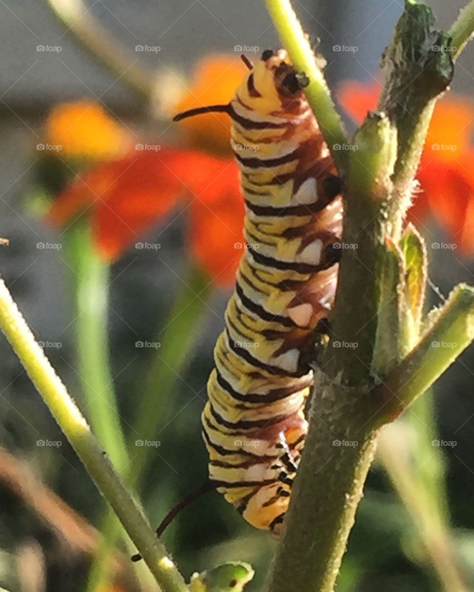 Monarch Caterpillar