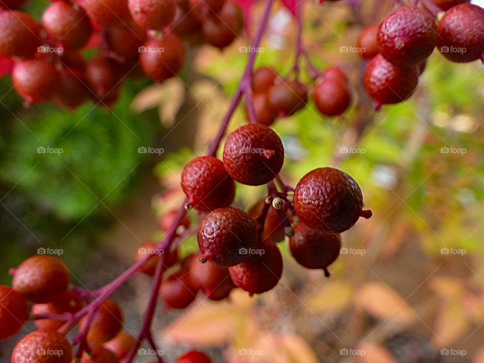 Red Berries