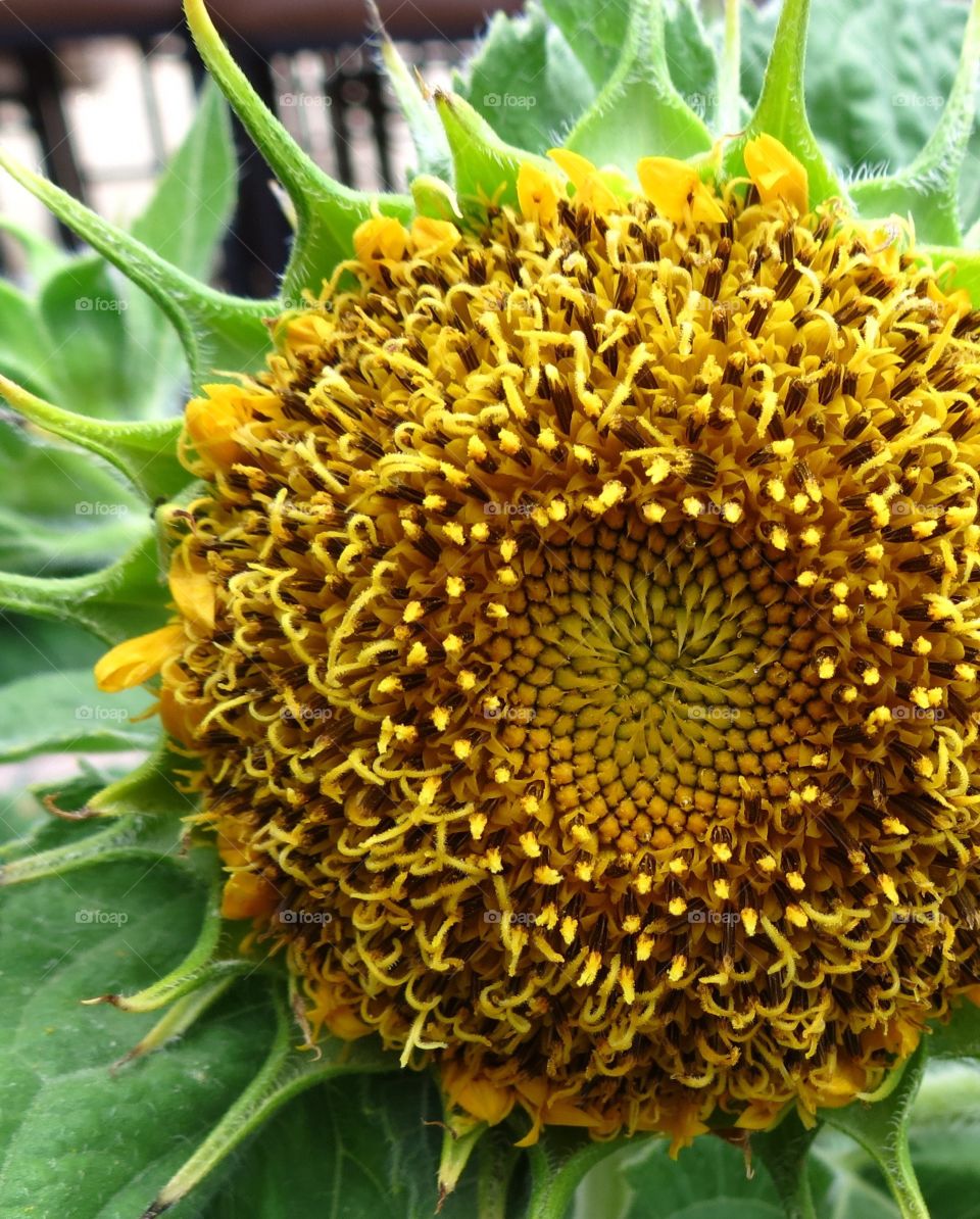 Closeup of teddy bear sunflower