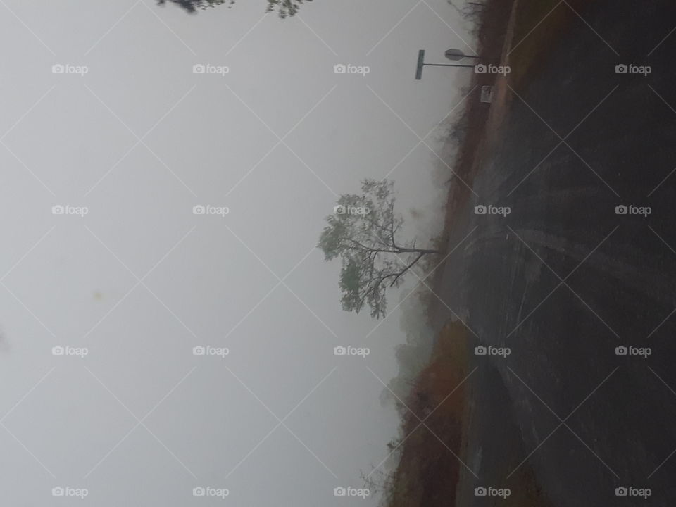 single tree and road