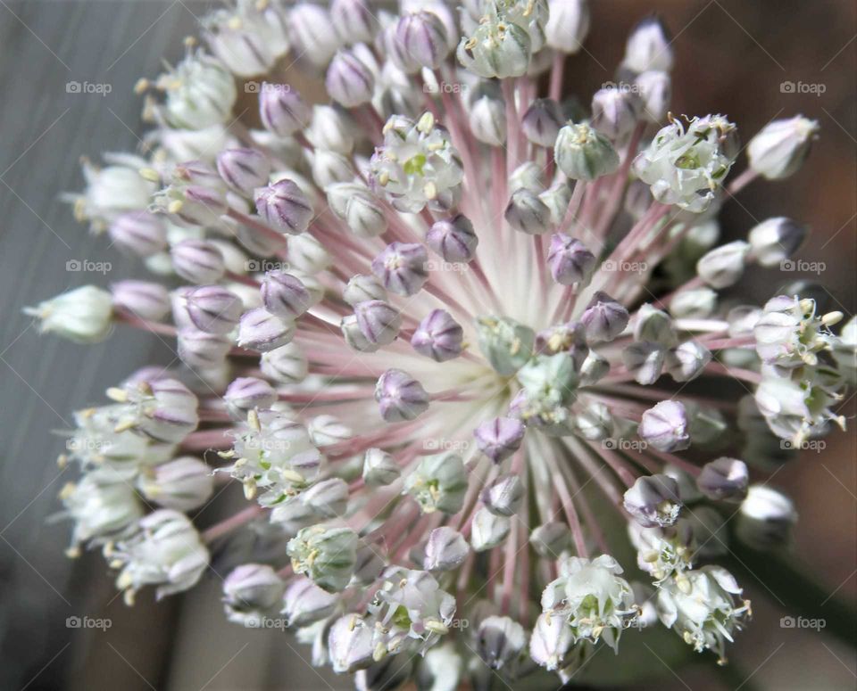 leek blooms.