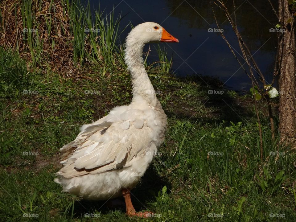 White goose near the lake