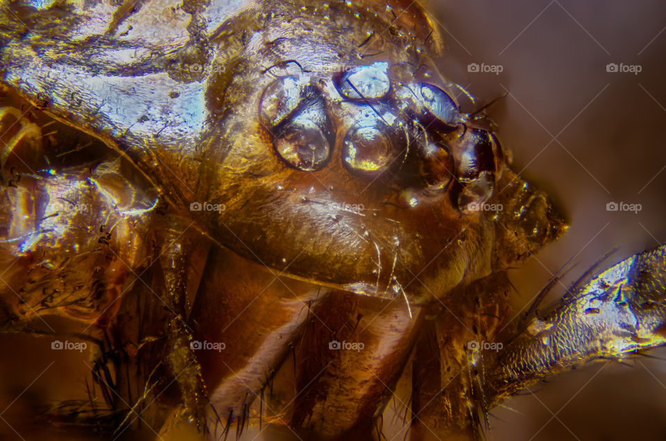 macro of a spider