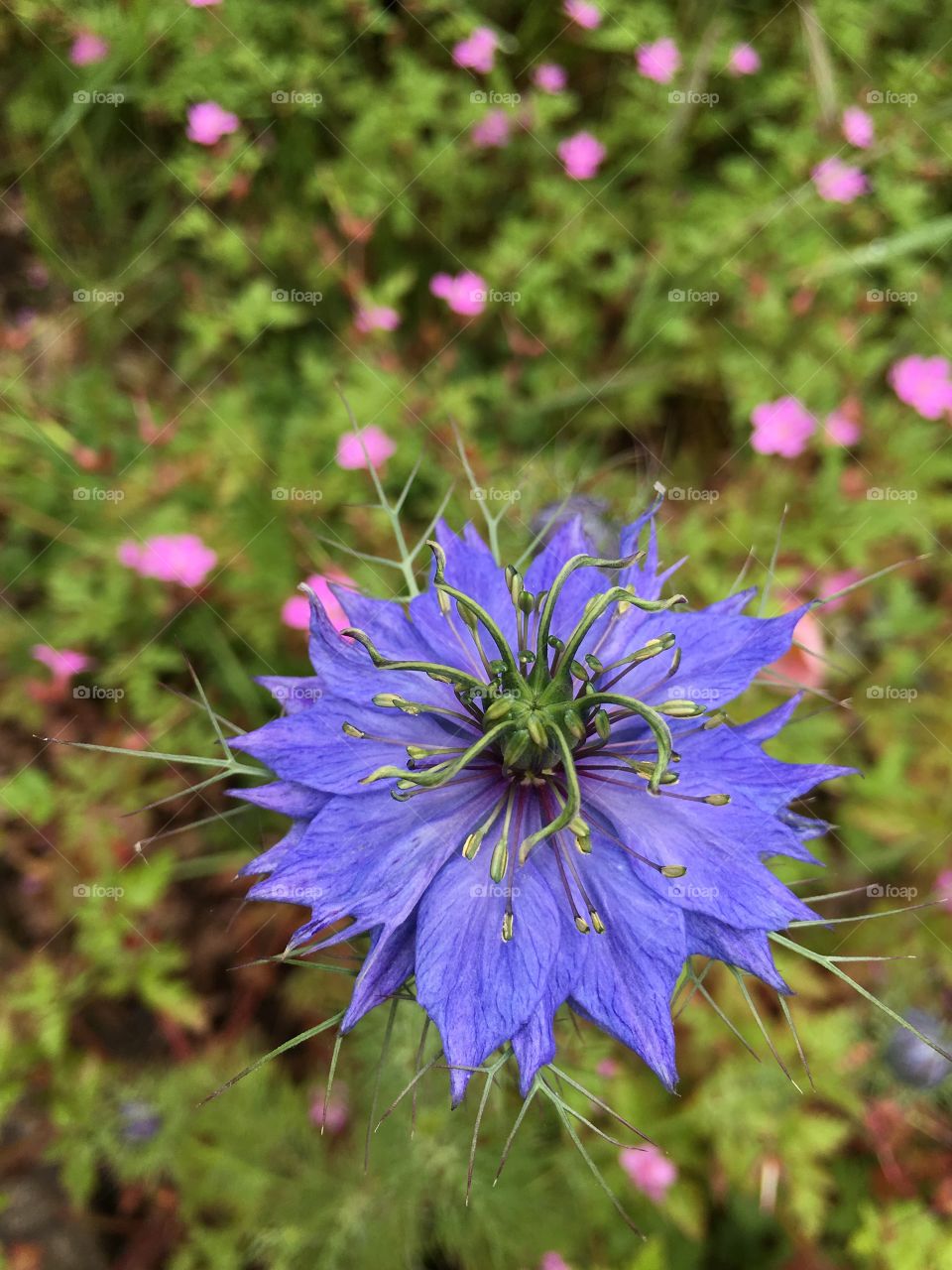 Close up view of pretty deep blue Love-in-mist flower (Nigella) with tiny pink Herb Robert cranesbill flowers in the background in the garden 