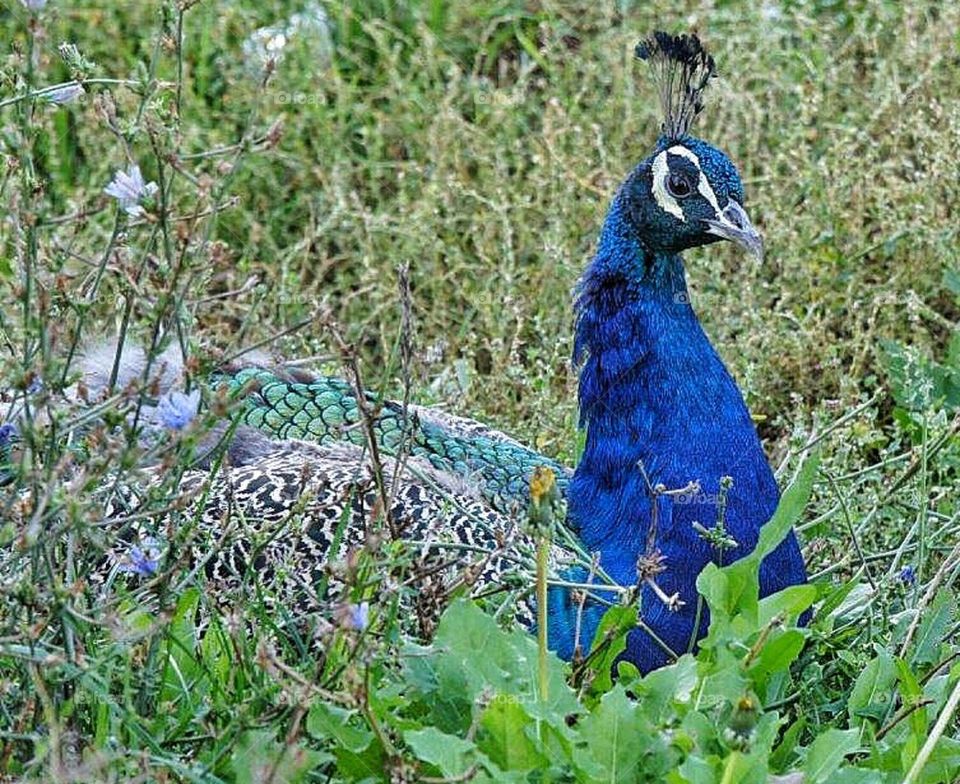 Peacock