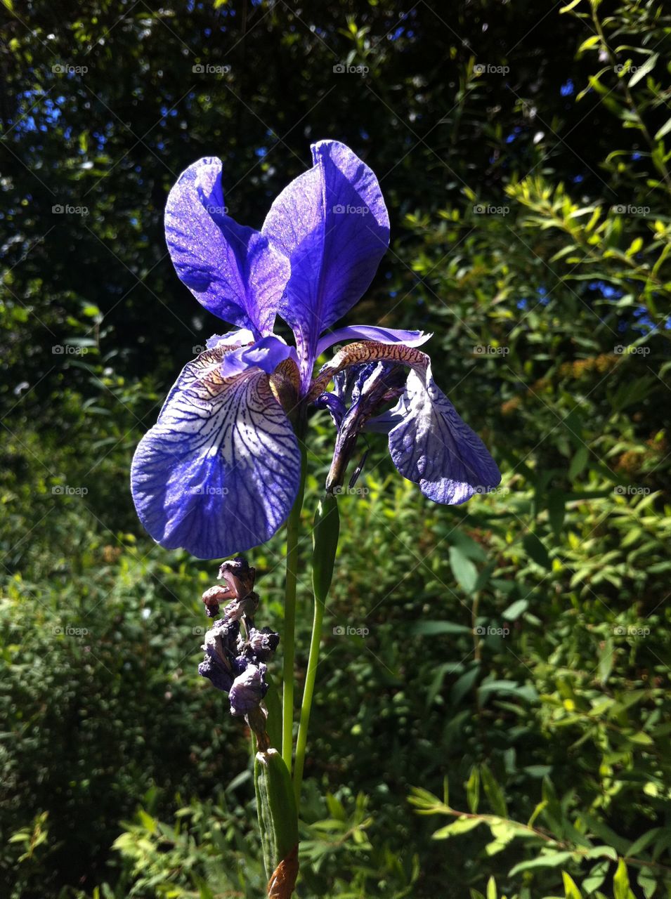 Blue iris