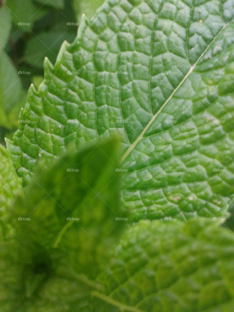 Mint leaf. Pure mint cool foliage