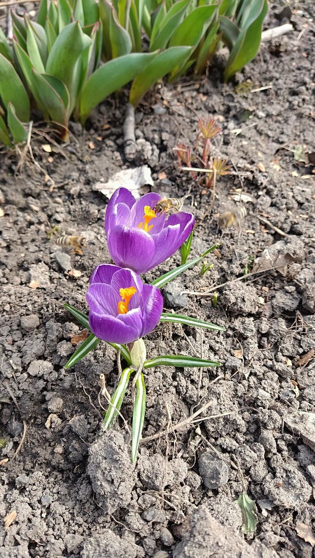 violet flowers