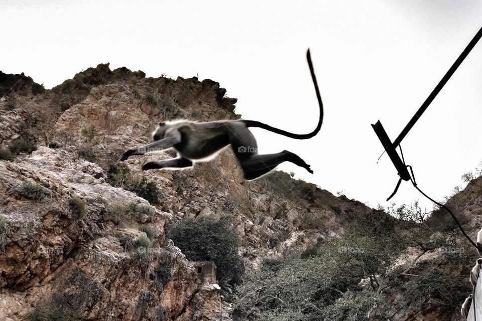 Hanuman Langur in mid air jumping, Rajasthan, India  . Hanuman Langur in mid air jumping, Rajasthan, India   