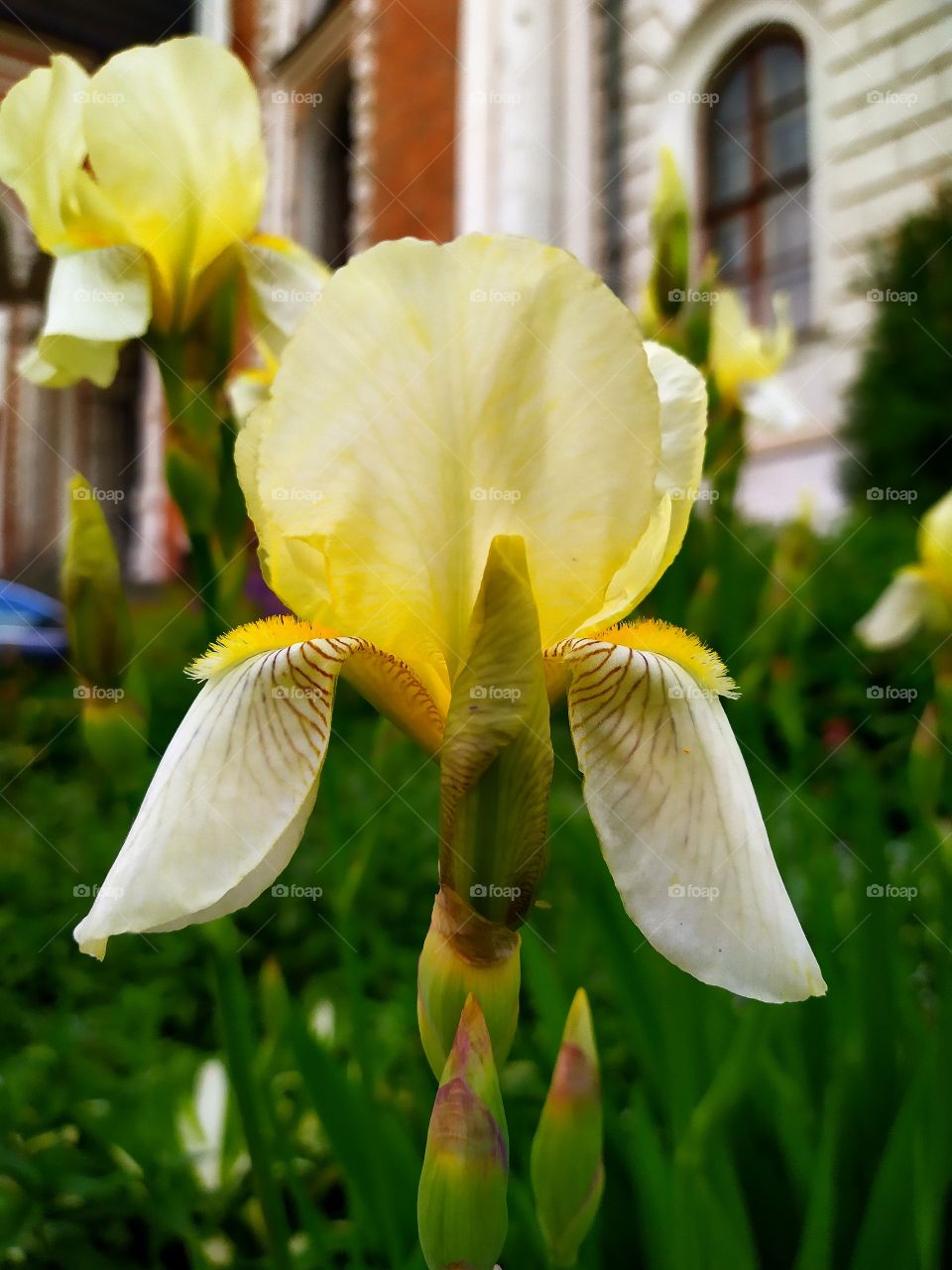 Yellow iris on the background of an old brick wall