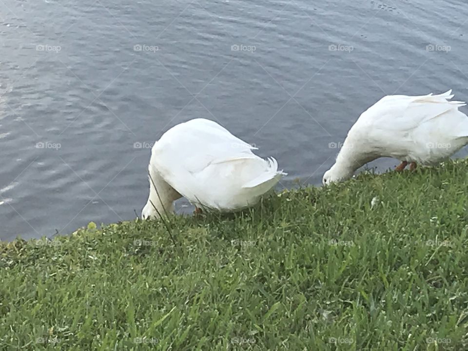Goose drinking water in the pond