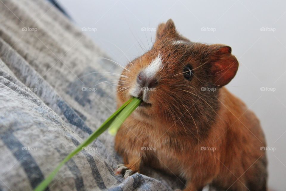 guinea pig having a snack