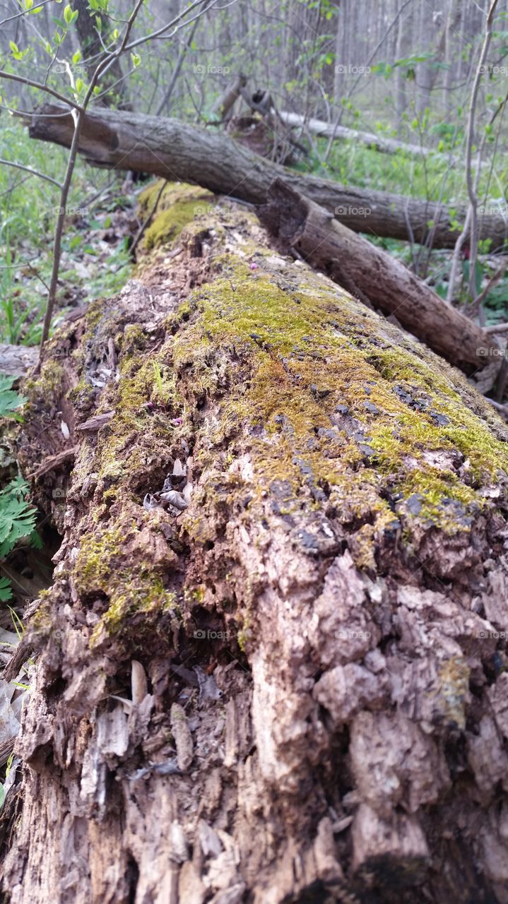 Mossy tree trunk