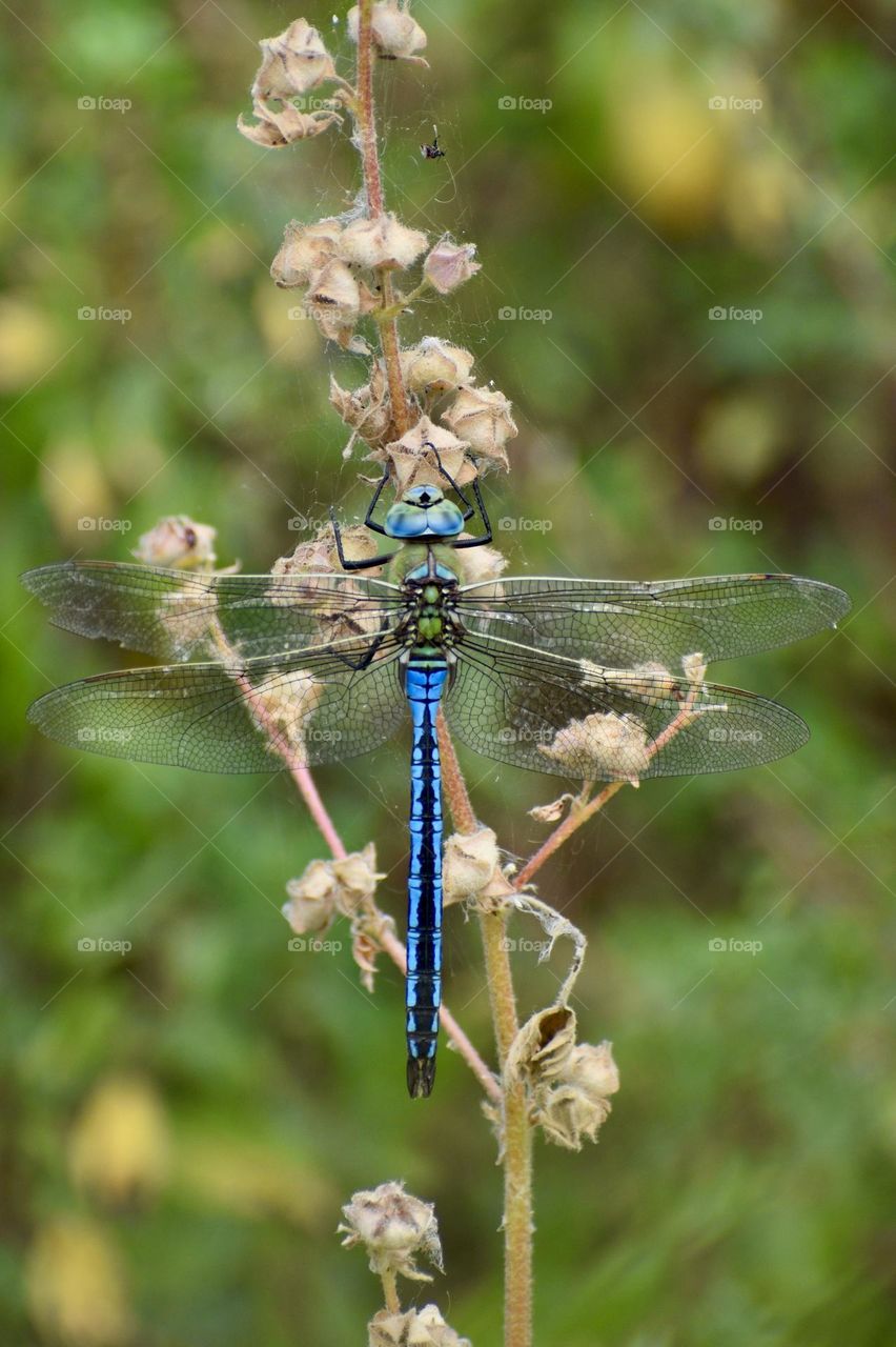 Blue dragonfly sitting on a dry plant 