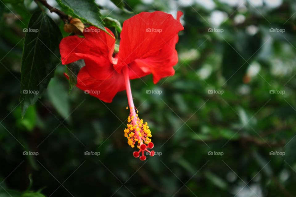 portrait of a flowers