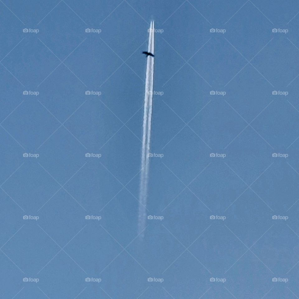 Bird by airplane jet.