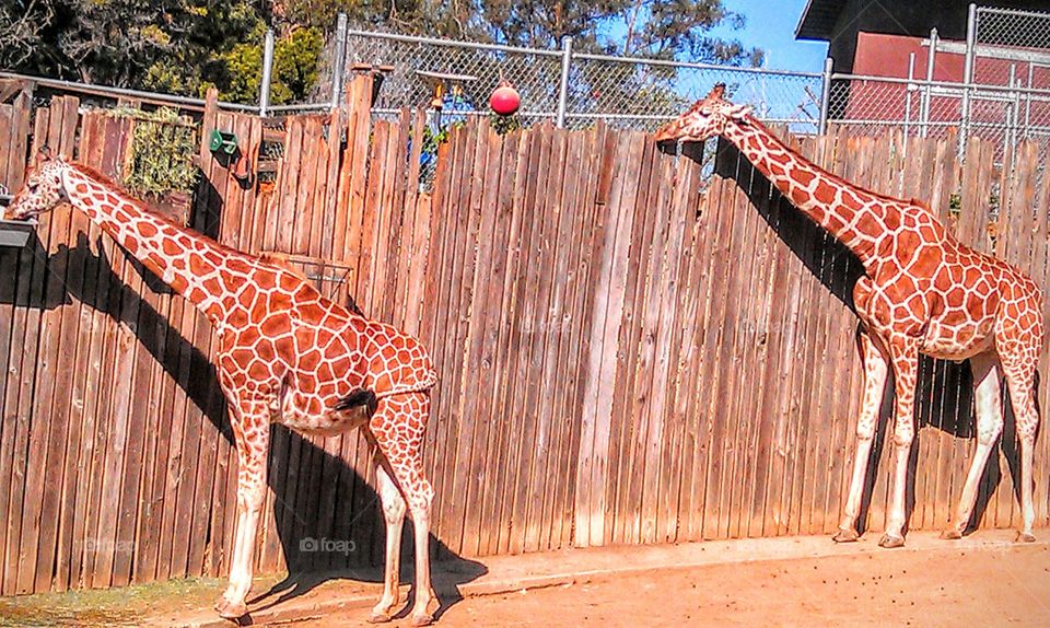 Summer fun at the zoo