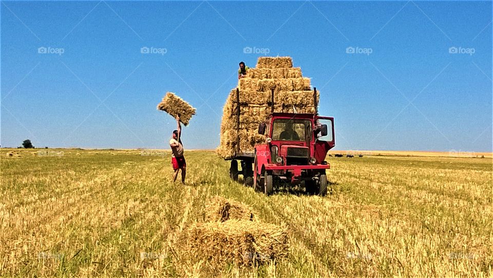 Hay gathering 