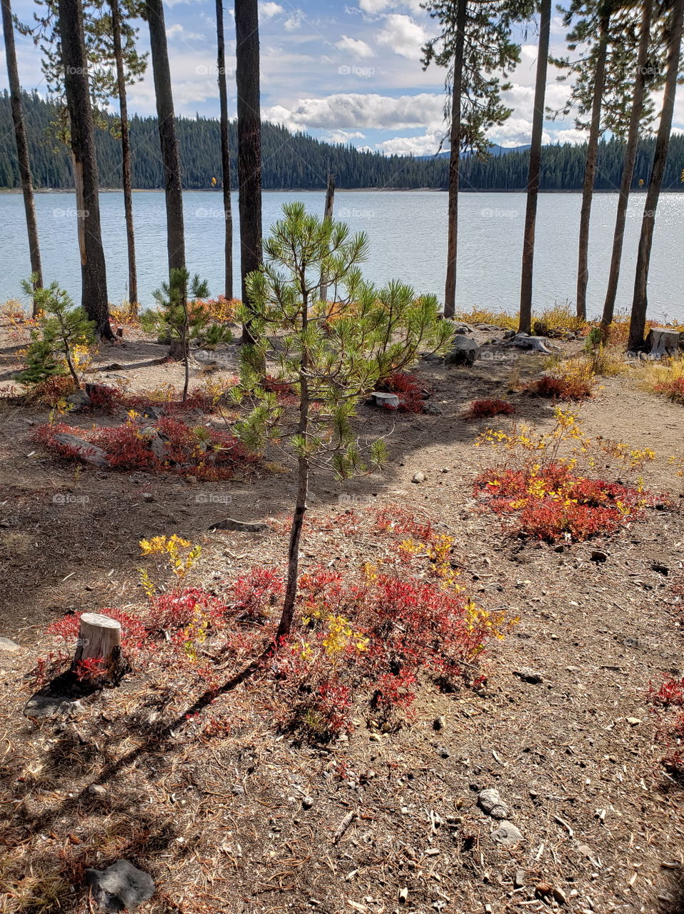 Brilliant fall colors of a landscape on the shores of Elk Lake in Oregon’s Cascade Mountains