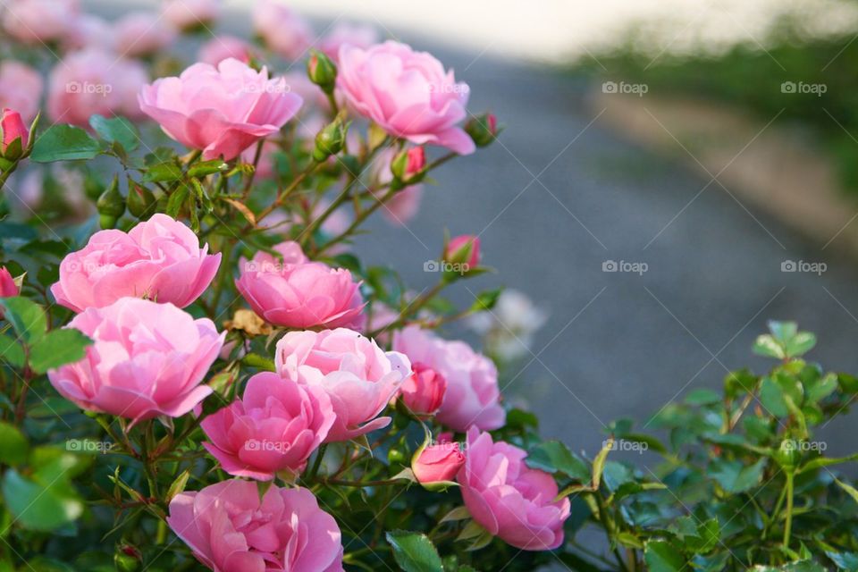 Roses blooming outdoors