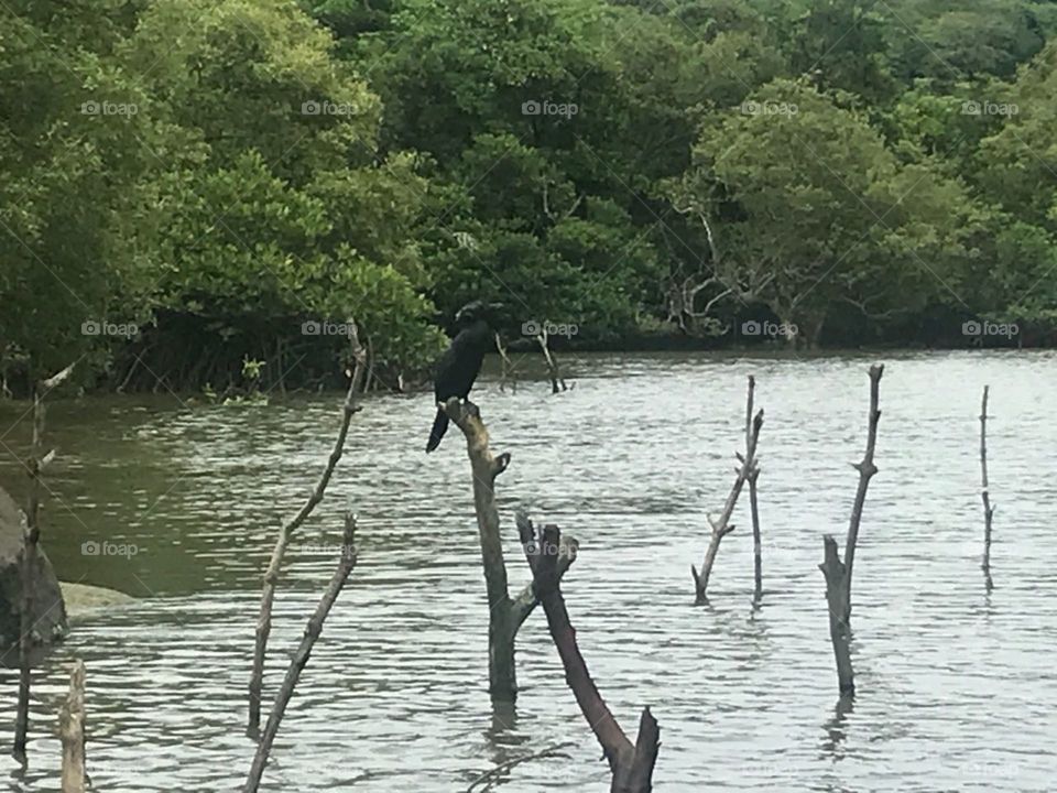 Bird in river