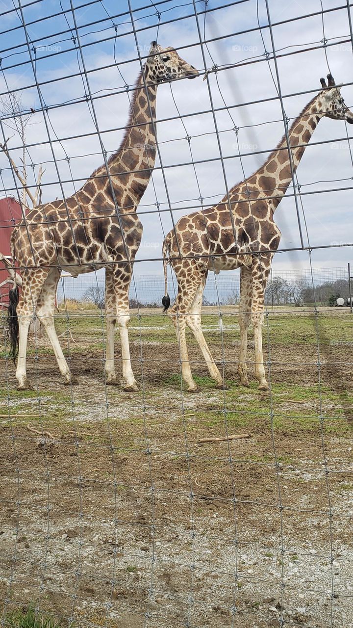 Giraffes enjoying the day in the reserve.