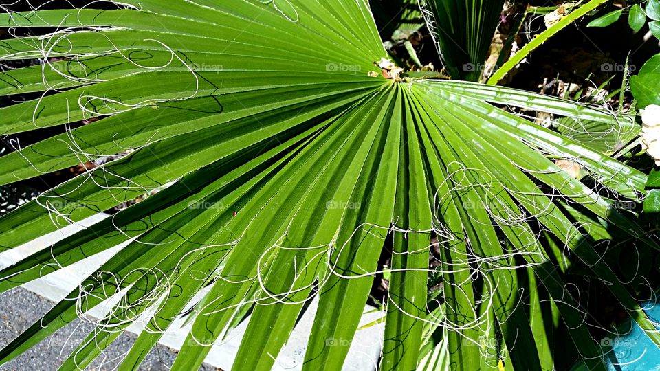 Frayed Fronds . Curly plant fibers on frayed palm fronds